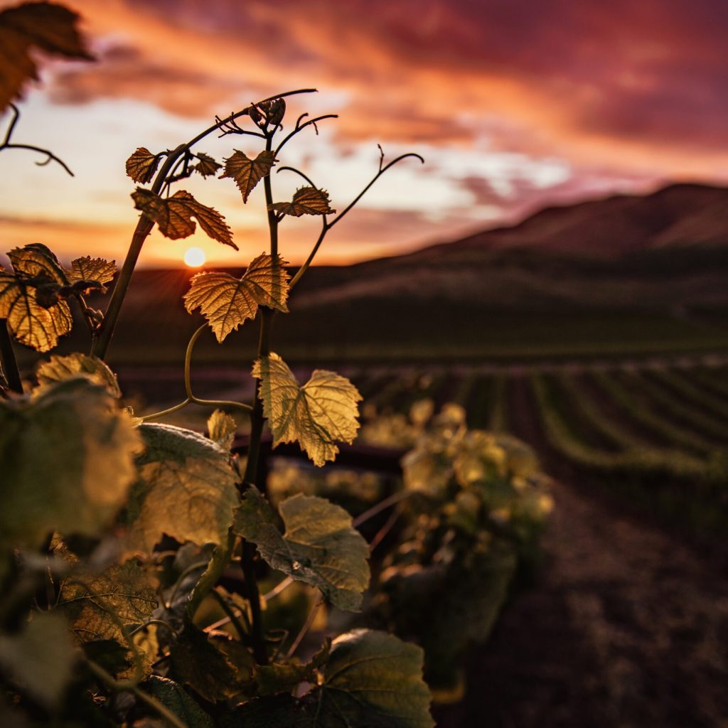 Best months to visit Turkey? - Country field shot during sunset in Autumn.