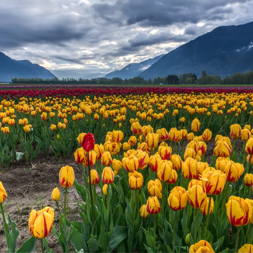 Best months to visit Turkey? - Spring in Turkey, yellow and red tulip gardens.