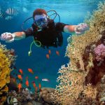 A man scuba diving in-between fish