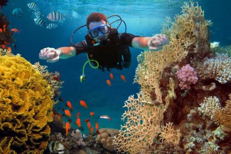 A man scuba diving in-between fish