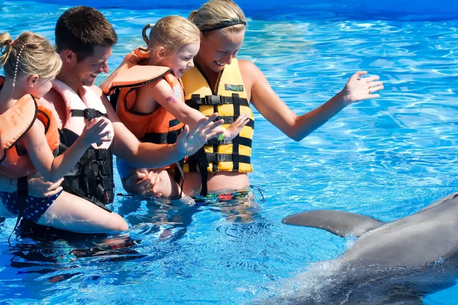 ⚪ Dolphin Show